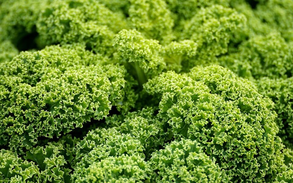 10 Best Vegan Cruelty-Free Nail Polishes 2026: Expert Tested & Rated